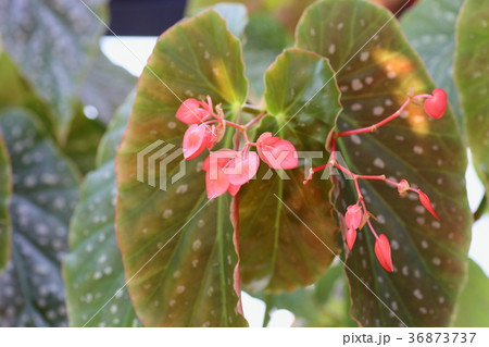 ベゴニアの花 ベゴニアの花 36873737