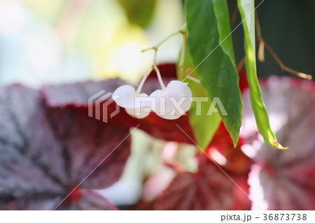 ベゴニアの花 ベゴニアの花 36873738