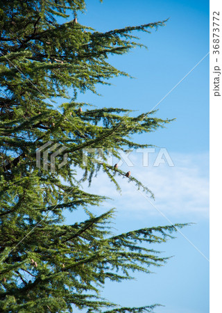 Pine tree 36873772