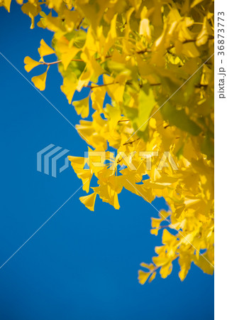 Gingko Tree, autumn season Gingko Tree, autumn season 36873773