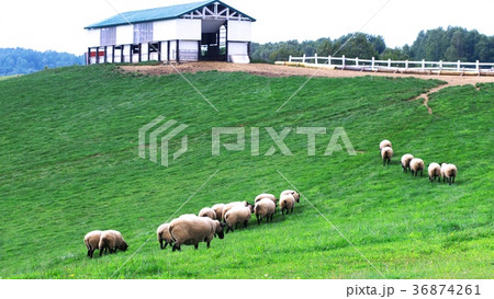 北海道の羊たち 北海道の羊たち 36874261