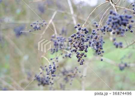 秋から冬に実をつけるプリペットの実 36874496