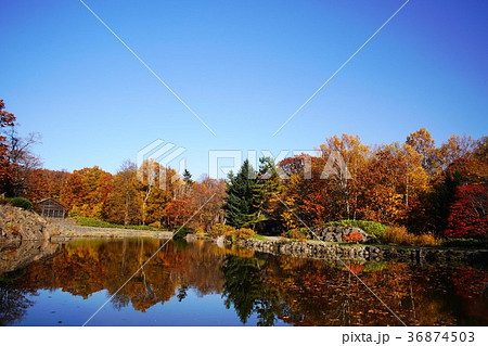 晩秋の輝き 36874503