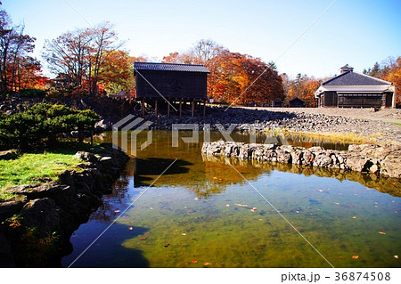 晩秋の輝き 36874508