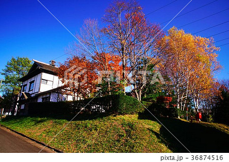 晩秋の輝き 36874516