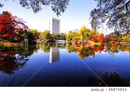 晩秋の輝き 36874654