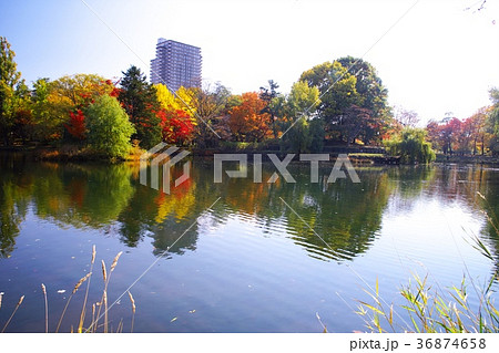 晩秋の輝き 36874658