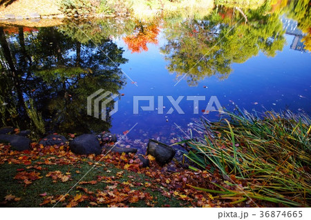 晩秋の輝き 36874665