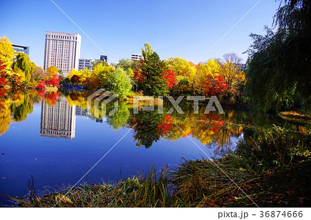 晩秋の輝き 晩秋の輝き 36874666