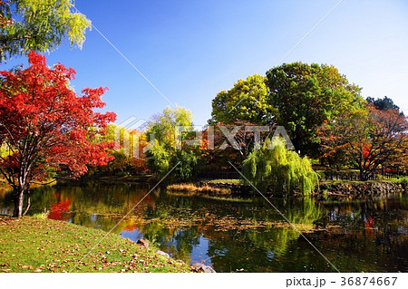 晩秋の輝き 36874667