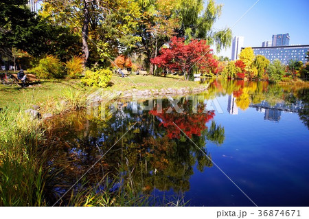 晩秋の輝き 36874671