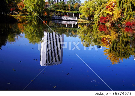 晩秋の輝き 36874673