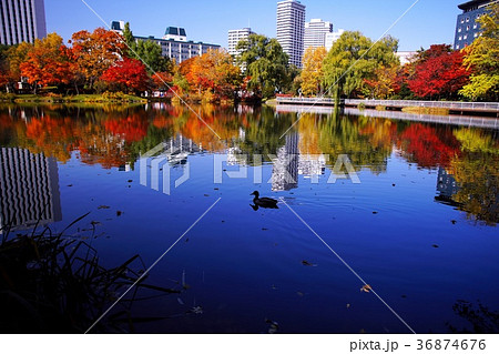 晩秋の輝き 36874676