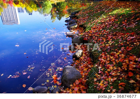 晩秋の輝き 36874677