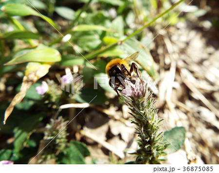 ハナバチ 36875085