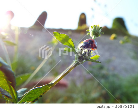 ナナホシテントウ ナナホシテントウ 36875101