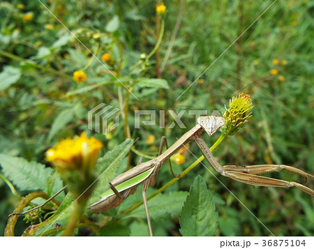 オオカマキリ 36875104