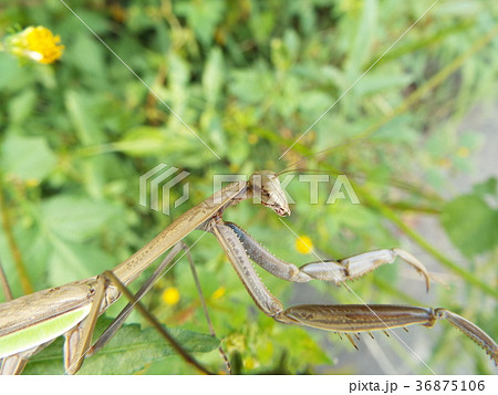 オオカマキリ オオカマキリ 36875106