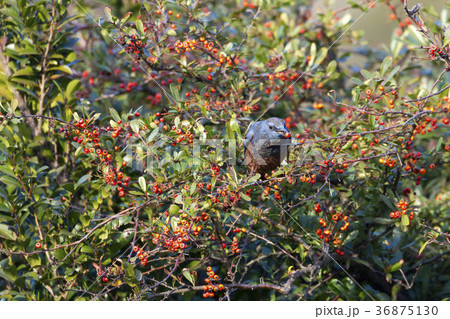 イソヒヨドリ 36875130