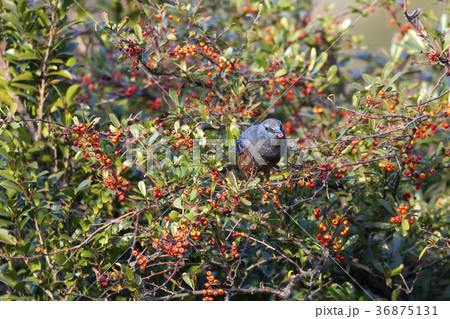 イソヒヨドリ 36875131