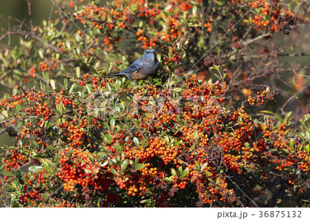 イソヒヨドリ 36875132