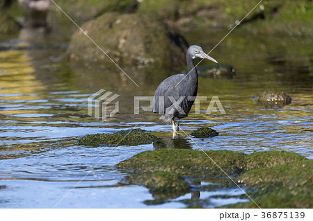 クロサギ 36875139