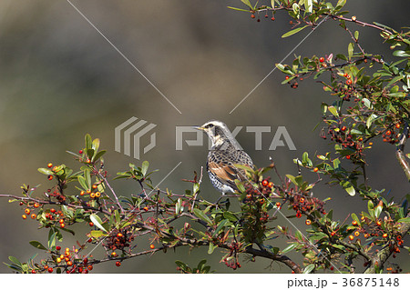 ツグミ 36875148
