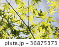 新緑もみじ 36875373