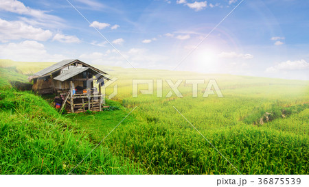 Green Terraced Rice Field in Chiangmai, Thailand 36875539