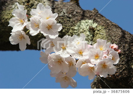 ソメイヨシノ 36875606