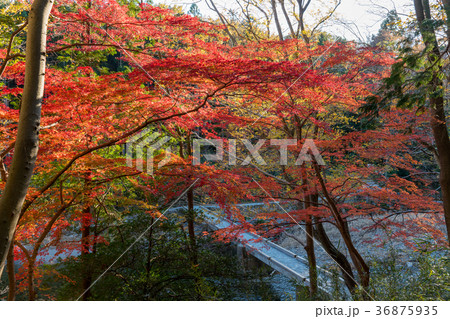 嵐山渓谷紅葉と冠水橋の写真素材