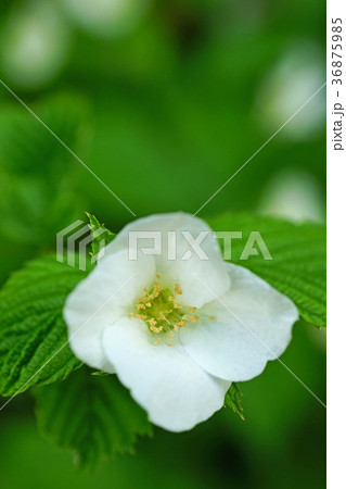 気品溢れるシロヤマブキ 36875985
