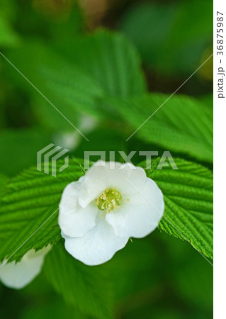 気品溢れるシロヤマブキ 36875987