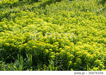 のうるし のうるし 36876308