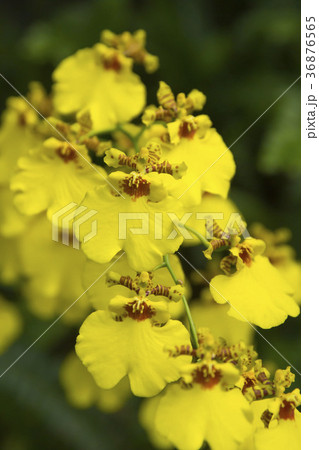 オンシジューム オンシジューム 36876565