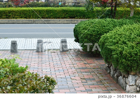 手入れされた公園の低木 36876604
