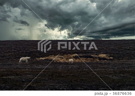 Polar bear mother and baby in Svalbard 36876636