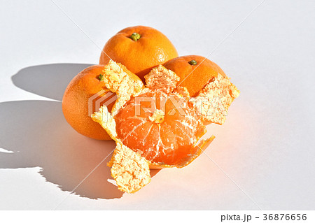 山北みかん 36876656