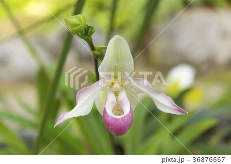 パフィオペディルム 36876667