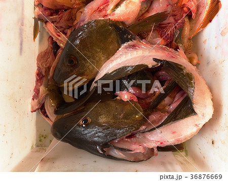 Skeletons of the cod fish after removing fillets Skeletons of the cod fish after removing fillets 36876669
