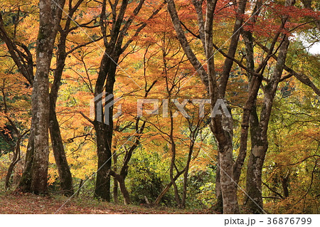稲荷山公園の紅葉 36876799