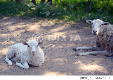 Sheeps Sheeps 36876807