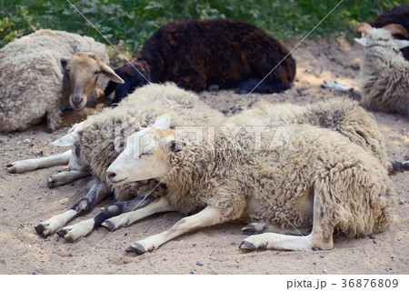Sheeps Sheeps 36876809