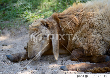 Portrait of a brown sheep 36876810