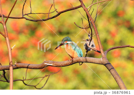 翡翠 カワセミ 川蝉 野鳥 自然 鳥 飛ぶ宝石 紅葉の写真素材