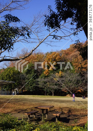 12月の野津田公園 36877176