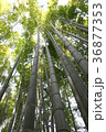 竹林 36877353