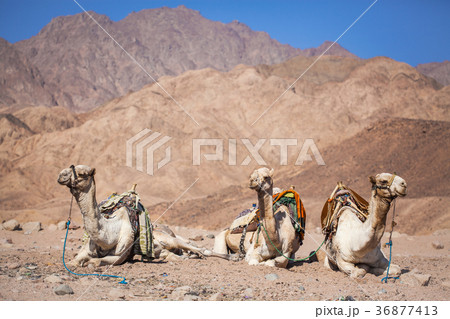 camels resting on sand dunes 36877413