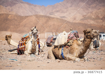 camels resting on sand dunes camels resting on sand dunes 36877415