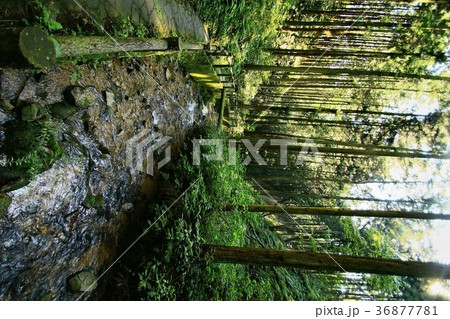 毛呂山の宿谷川・宿谷の滝 36877781